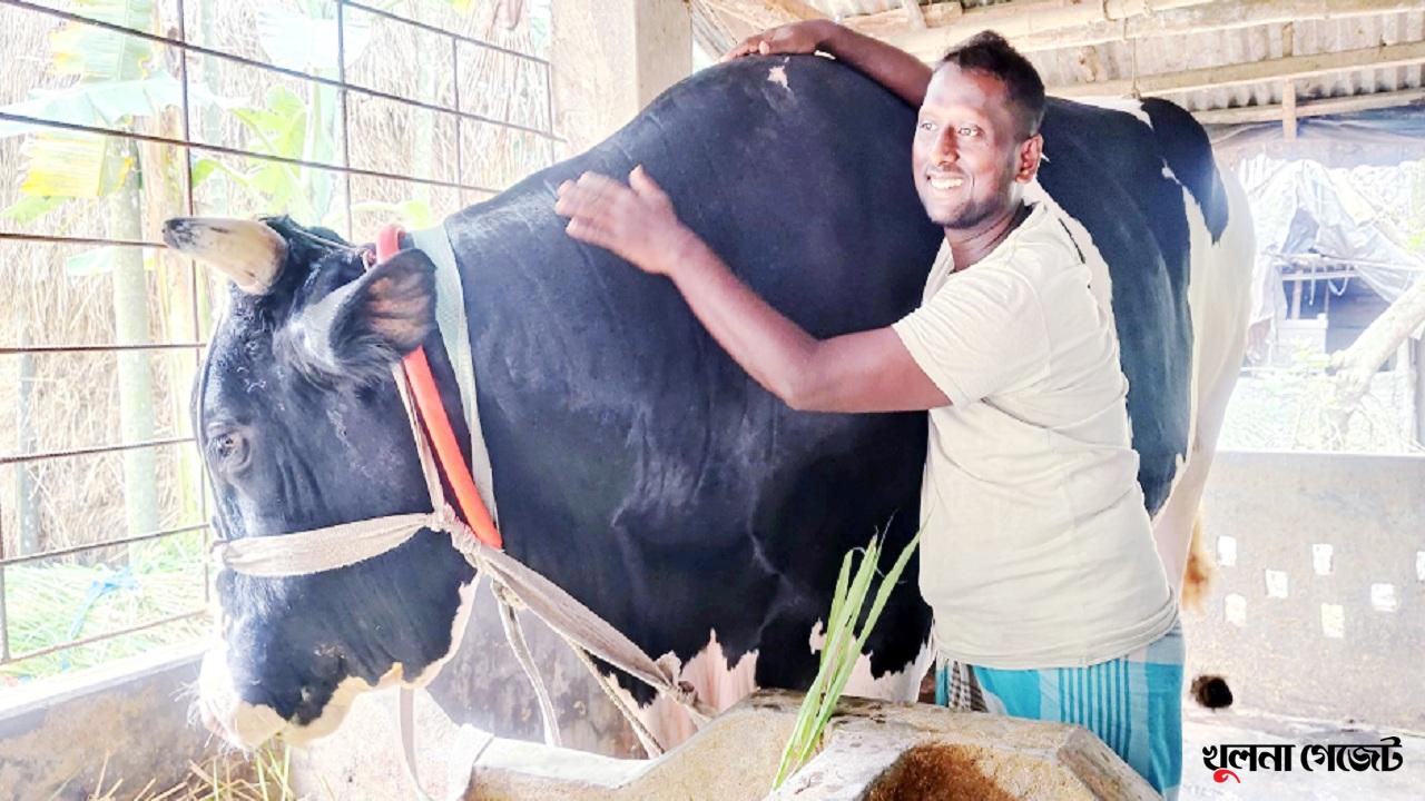 বাগেরহাটে চাহিদার তুলনায় বেশি ৭ হাজার কোরবানির পশু, আকর্ষণে ‘কালু’ ও ‘ধলু’