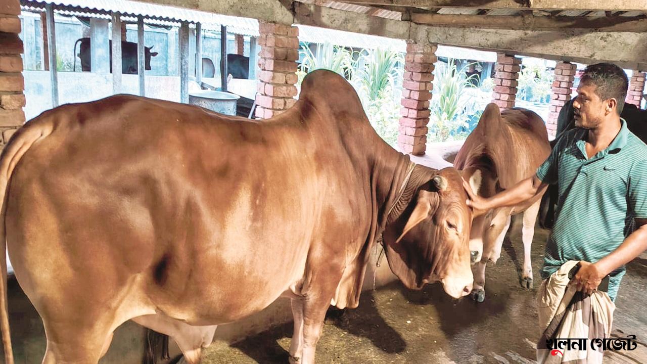 কেজি হিসেবে কোরবানির গরু বিক্রির ব্যতিক্রম উদ্যোগ