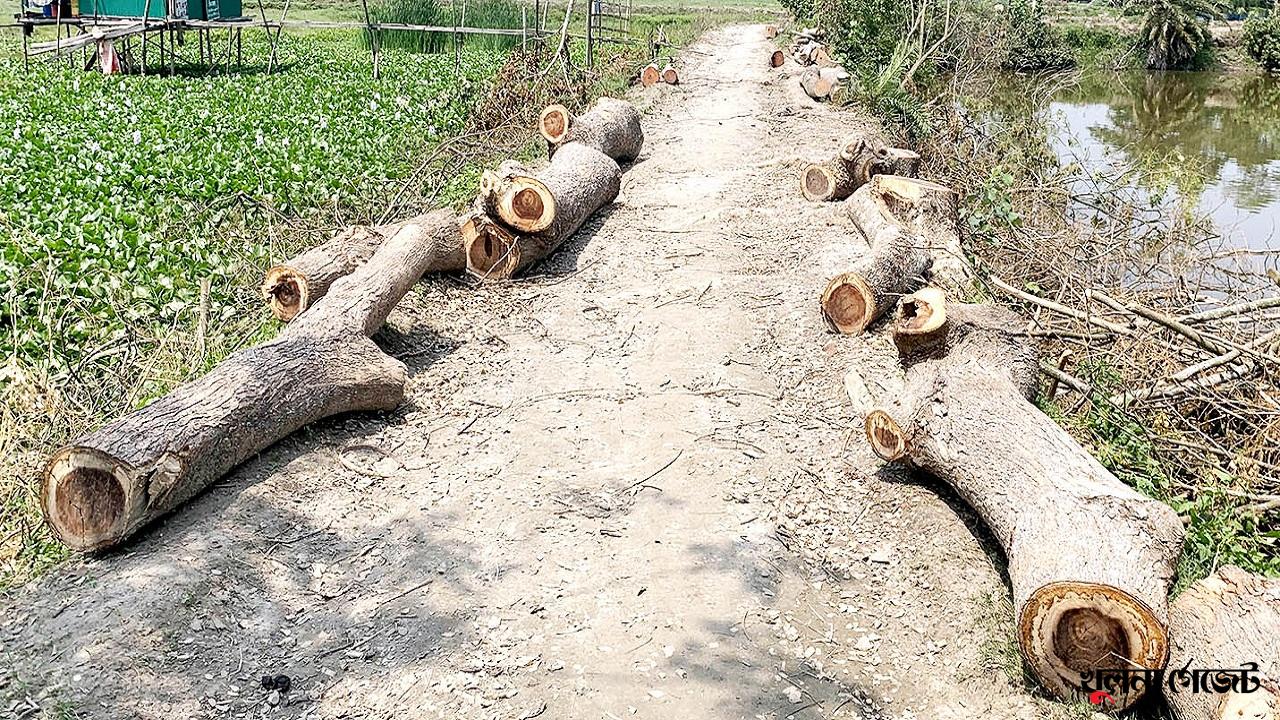 সড়ক উন্নয়নের নামে গাছ কেটে সাবাড়