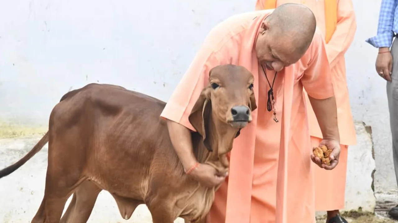 ‘গরু পশু নয়, মা হিসেবে পূজনীয়’: যোগী আদিত্যনাথ