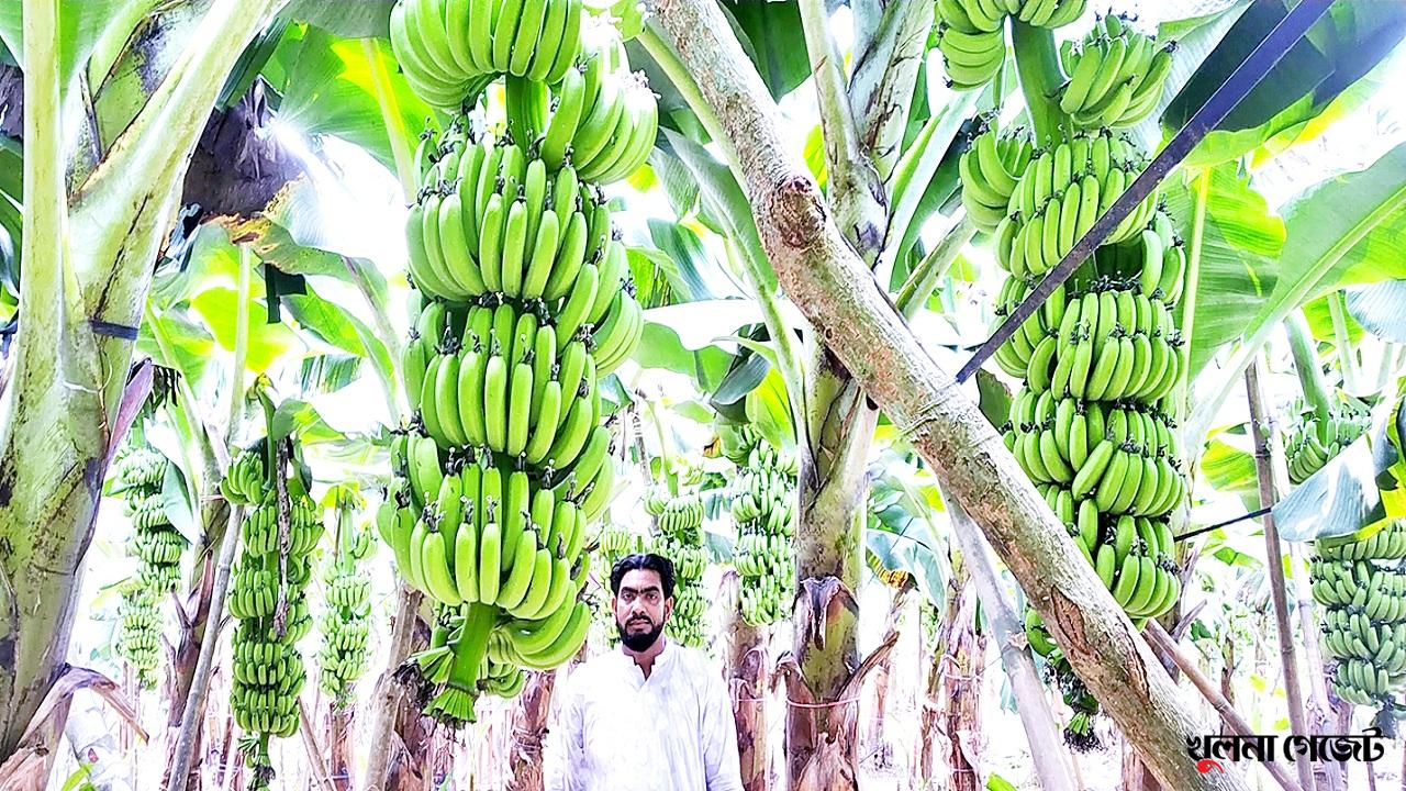 জি-নাইন কলা চাষে ভাগ্য বদল সামাদের