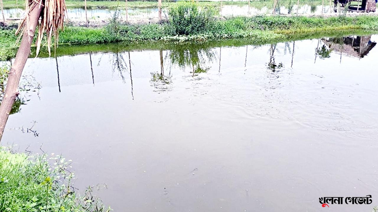 শোল মাছ চাষে পাইকগাছার বাদুড়িয়া গ্রামের শতাধিক পরিবার এখন স্বাবলম্বী