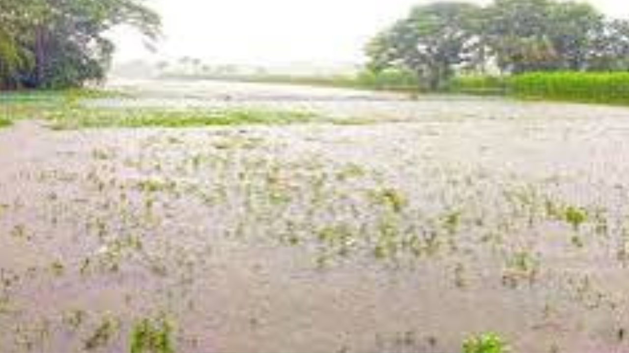 অতি বৃষ্টিতে খুলনার চার জেলায় আট হাজার কৃষক ক্ষতিগ্রস্ত