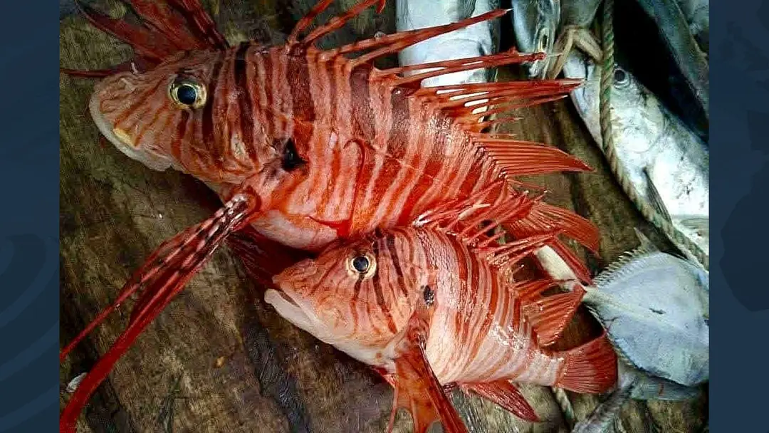 কুয়াকাটায় জেলের জালে ধরা পড়লো বিষাক্ত ‘লায়নফিশ’