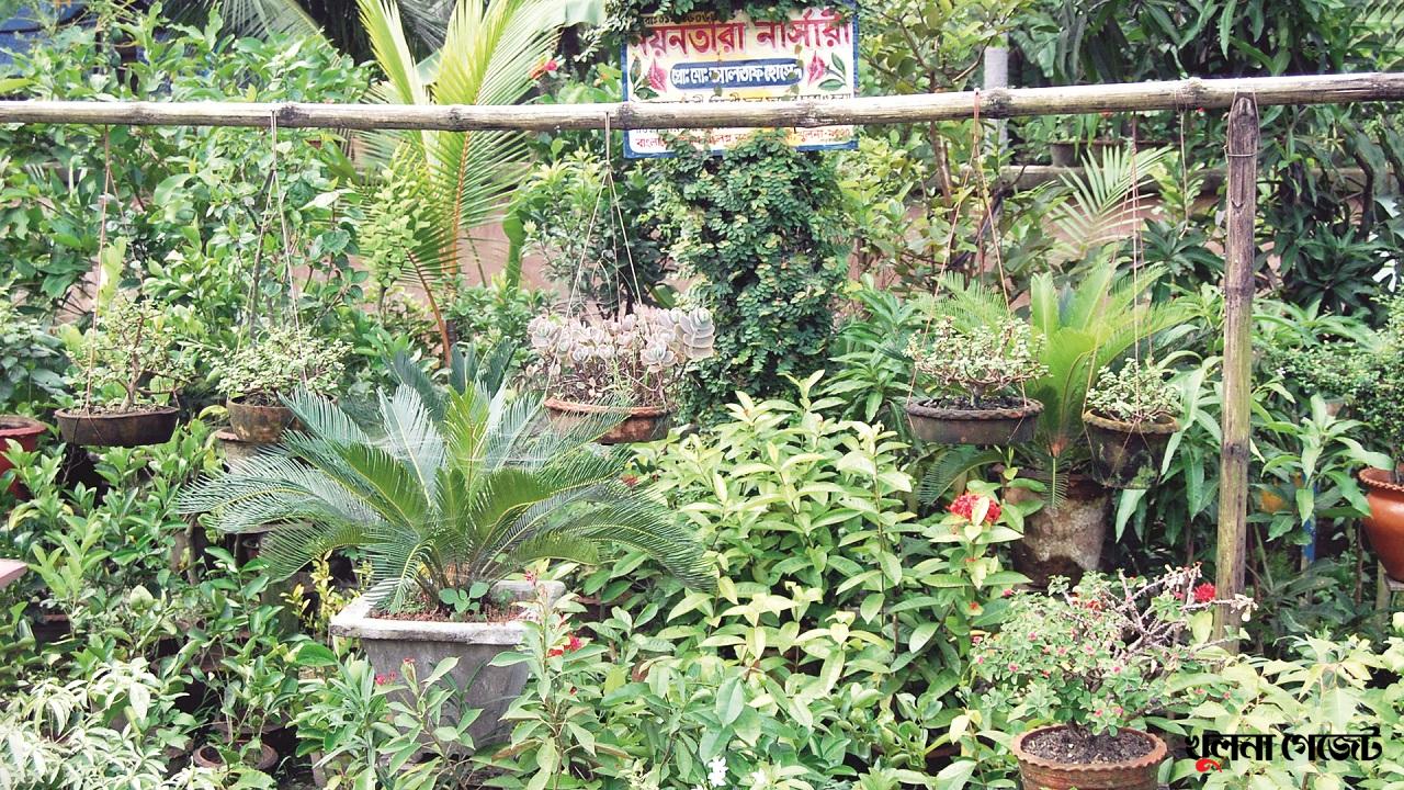 খুলনায় বিস্তার ঘটছে নার্সারী ব্যবসার, ভাগ্য বদলেছে অনেকের