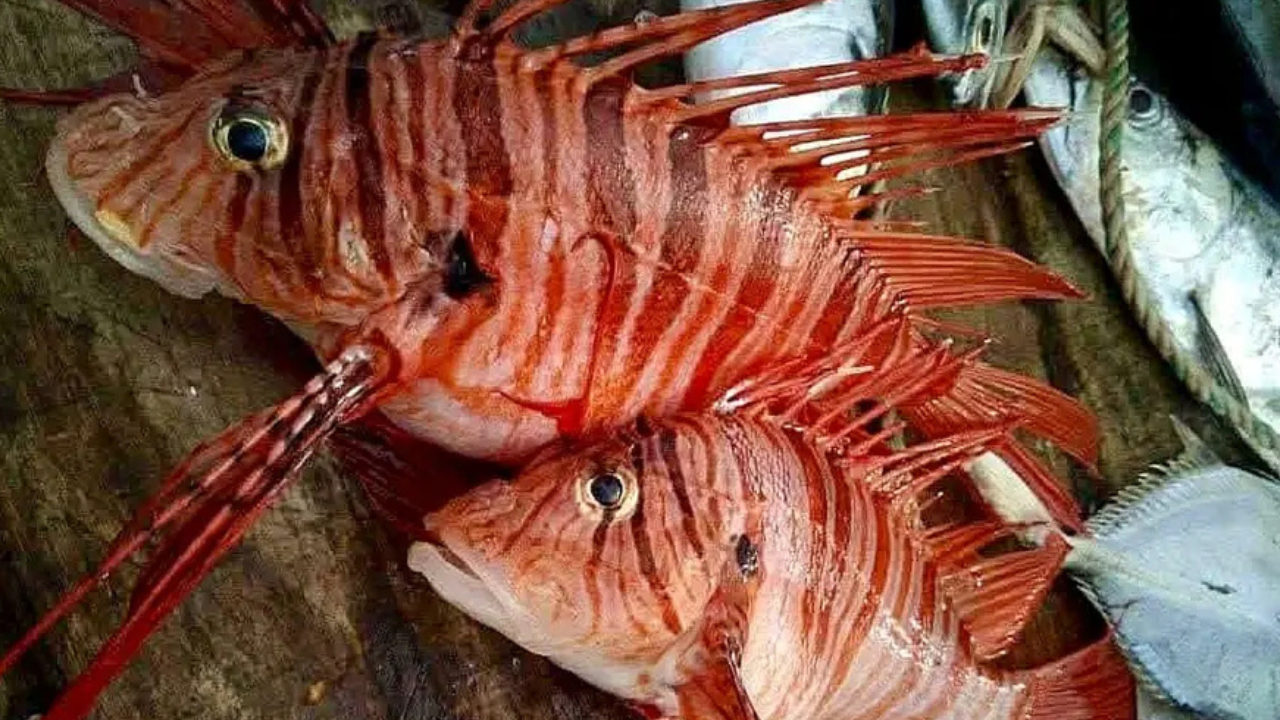কুয়াকাটায় জেলের জালে ধরা পড়লো বিষাক্ত ‘লায়নফিশ’