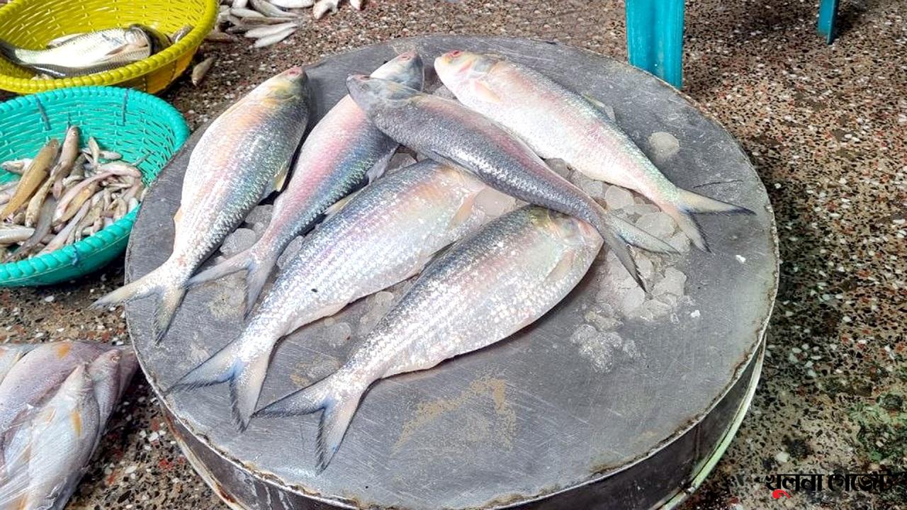 চার কেজি গরুর মাংসের দামে এক কেজি ইলিশ!