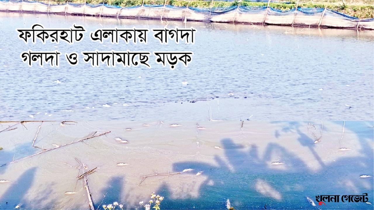 ফুলকা পচা রোগে নিঃস্ব মৎস্য চাষিরা
