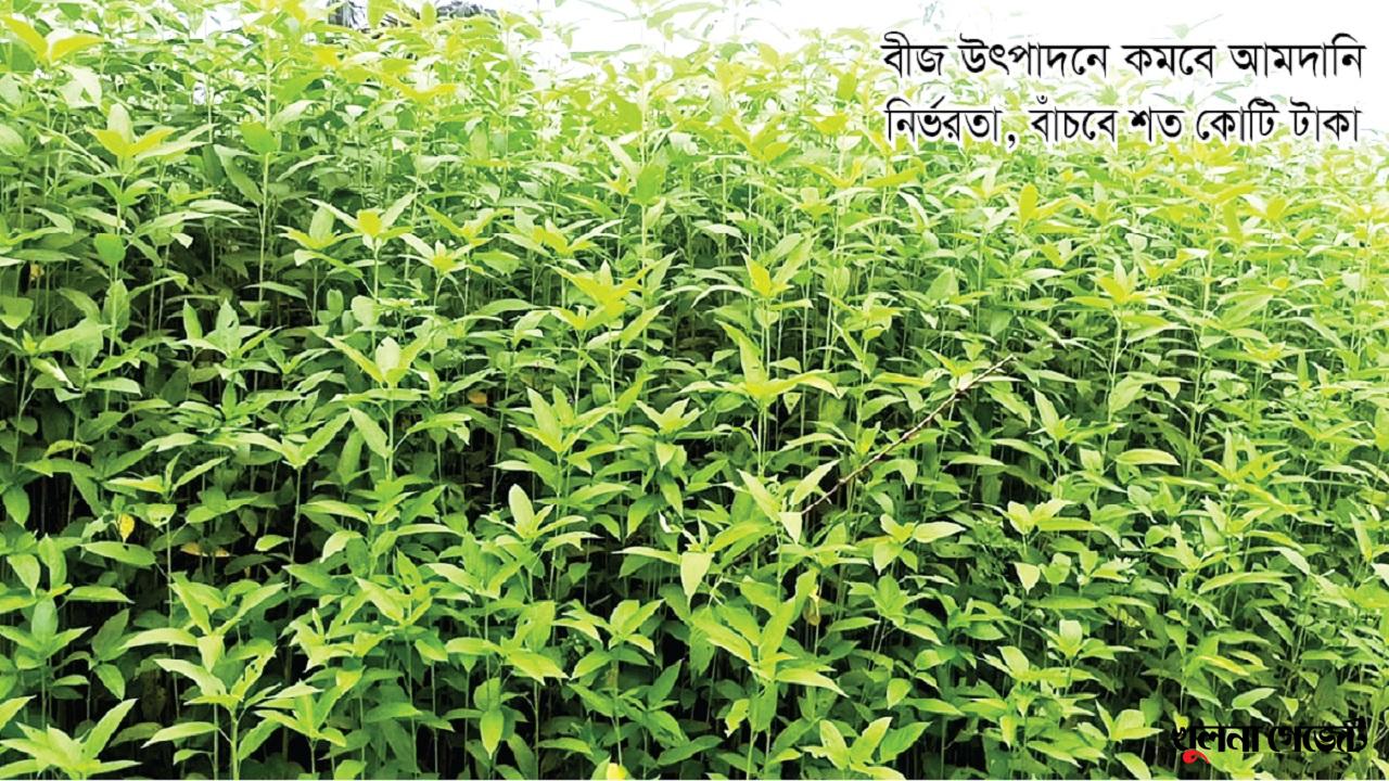 ‘বিনা তোষাপাট-১’ চাষে নতুন দিগন্তের সূচনা