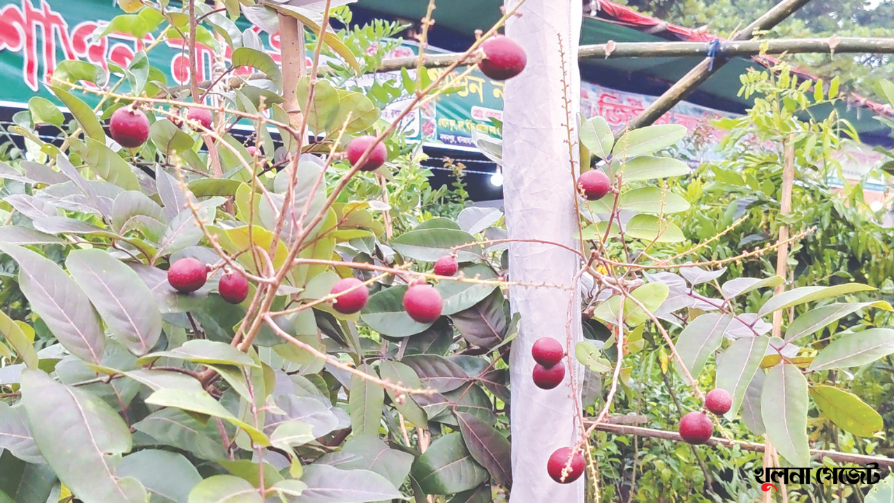 খুলনা বৃক্ষমেলায় নজর কাড়ছে লালচে রঙে ‘রুবি লংগান’