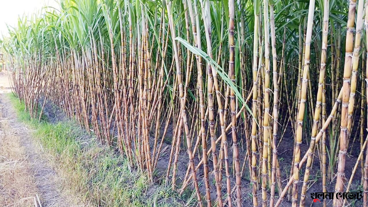 আখ চাষে আগ্রহ হারাচ্ছে গোপালগঞ্জের চাষীরা, পাচ্ছে না সরকারি সহযোগিতা