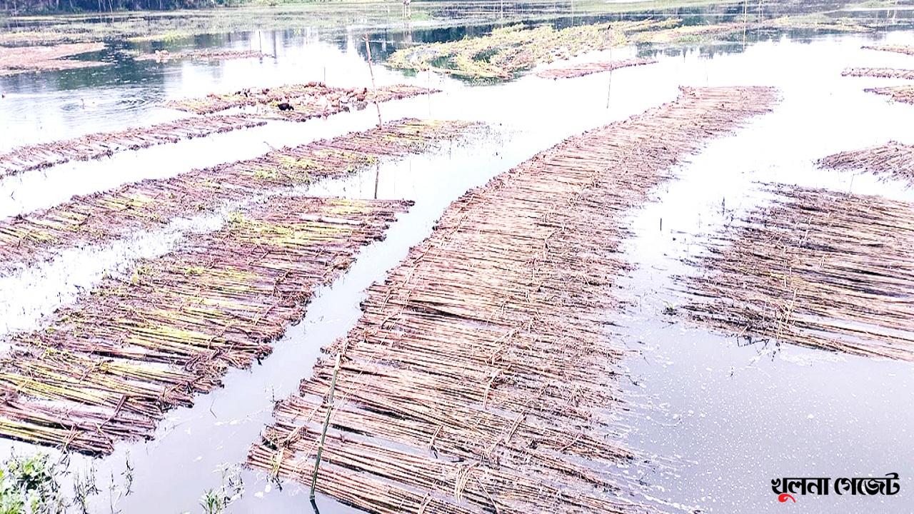পাটের ভালো ফলনেও দাম নিয়ে শঙ্কা