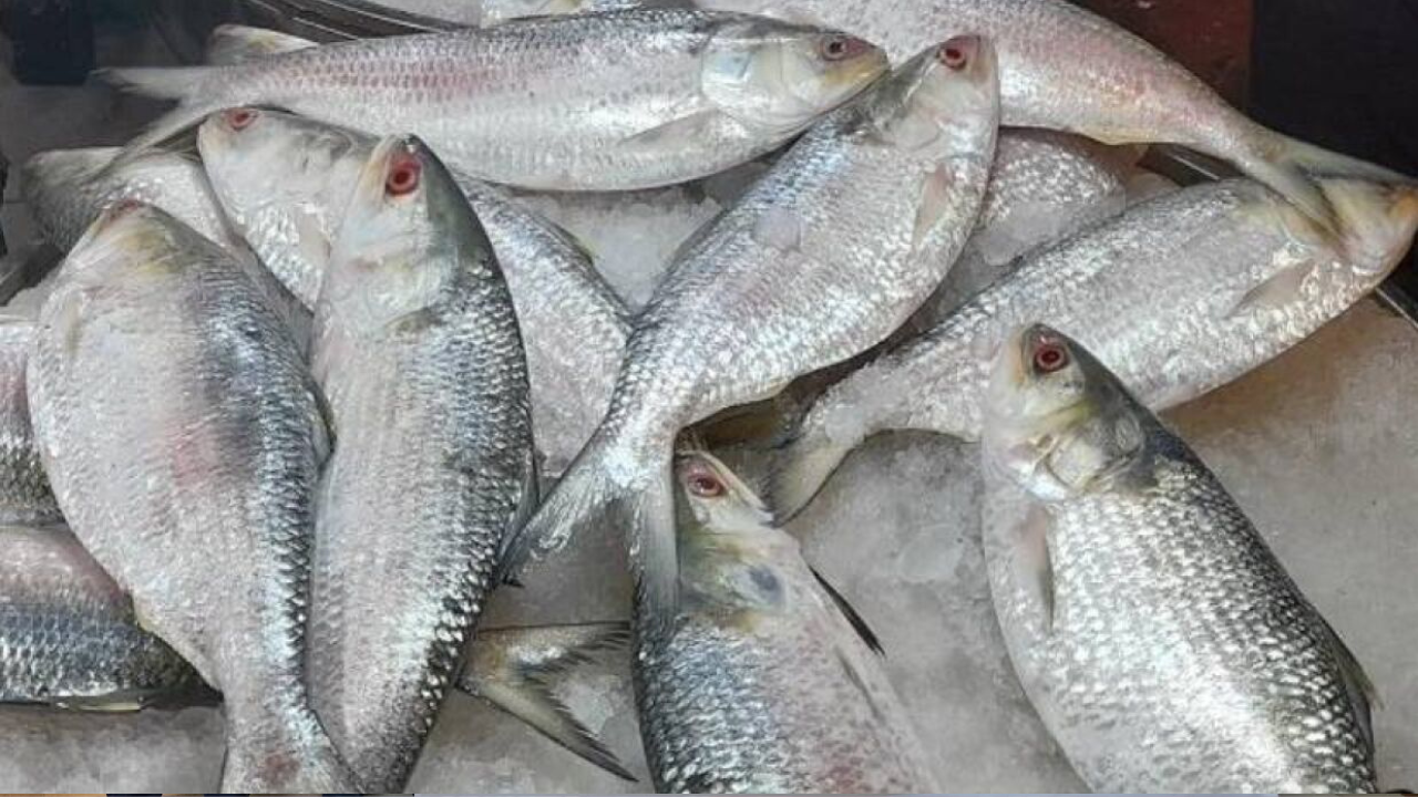ভারতে ইলিশ রপ্তানি বন্ধে লিগ্যাল নোটিস