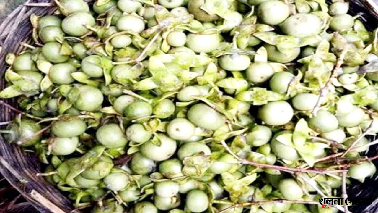 চরভরাটি জমিতে কেওড়ার ভালো ফলন, নদীর তীরবর্তী মানুষের বেড়েছে আয়