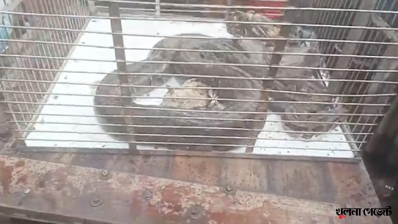 শ্যামনগরে হাঁস-মুরগীর ঘর থেকে ১৮ ফুট অজগর সাপ উদ্ধার